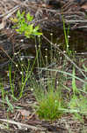 Yellow hatpins